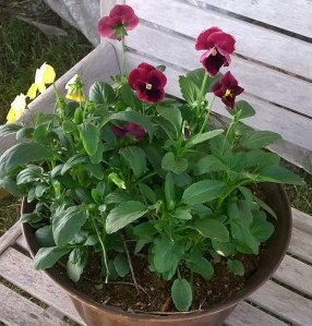 WP_20150507_18_51_06_Pro