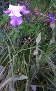 WP_20150510_19_25_41_Pro