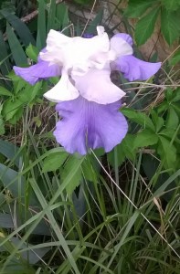 WP_20150510_19_25_46_Pro