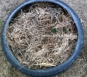 WP_20150513_19_40_53_Pro