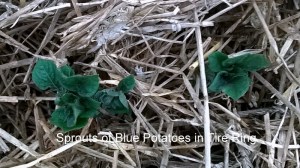 WP_20150513_19_41_01_Pro