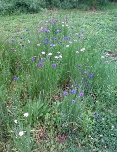 WP_20150516_12_40_48_Pro