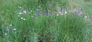 WP_20150516_12_41_03_Pro