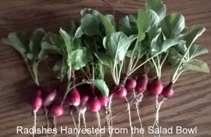 WP_20150518_20_05_25_Pro