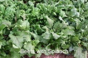 WP_20150519_19_14_50_Pro