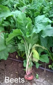 WP_20150519_19_18_07_Pro