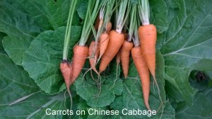 WP_20150520_18_43_32_Pro