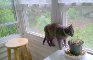 WP_20150525_10_26_46_Pro