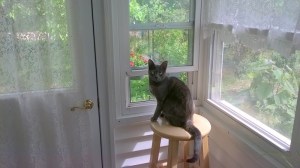 WP_20150525_10_28_14_Pro