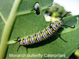Monarch larvae