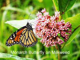 Monarch on milkweed