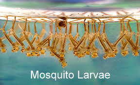 Mosquito larvae
