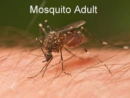 Mosquito