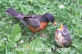 Robin fledge-001