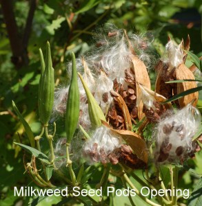 Swamp_Milkweed_Asclepias_incarnata_'Ice_Ballet'_Open_Pods