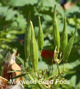 Swamp_Milkweed_Asclepias_incarnata_Pods