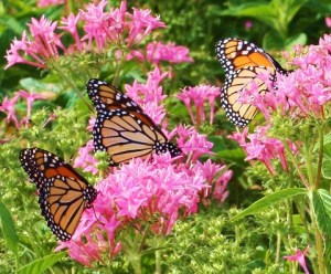 Three-Amazing-Monarchs-on-Milkweed (1)