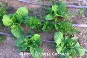 WP_20150512_19_06_54_Pro