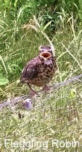 WP_20150525_13_05_00_Pro