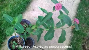 WP_20150601_19_31_48_Pro