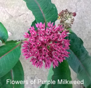 WP_20150601_19_32_00_Pro