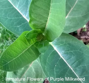 WP_20150601_19_32_34_Pro