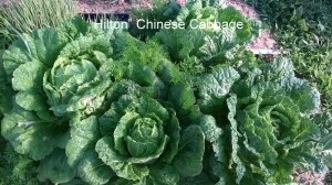 WP_20150612_18_28_37_Pro