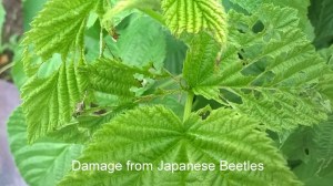 WP_20150616_09_21_40_Pro