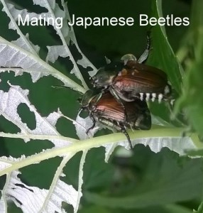 WP_20150616_11_41_10_Pro