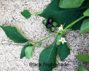 blacknightshade_orig