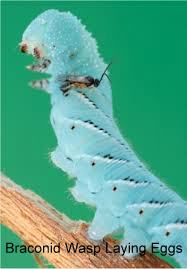 Braconid Sting3A-001