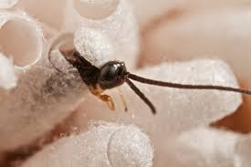 Braconid wasp emerge