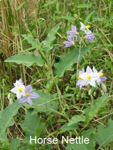 Horse-nettle-plant1