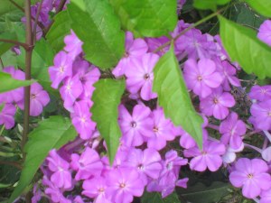 Tall garden phlox (Phlox paniculata)