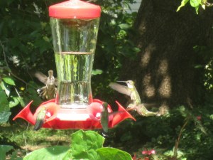 There are so many hummingbirds coming to the feeder this year. I am putting out 6 cups of nectar every 4 hours. Below is a list of flowers in my yard that the birds are attracted to. Share in the comments what flowers you have that are attracting hummingbirds this year.