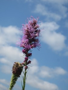 Liatris (Blazing Star)