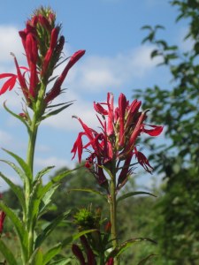 Cardinal flower (Lobelia cardinalis)