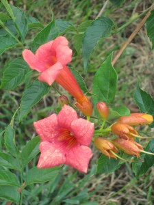 Trumpet vine (Campsis radicans)