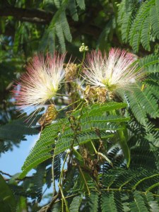 Mimosa or Silk tree