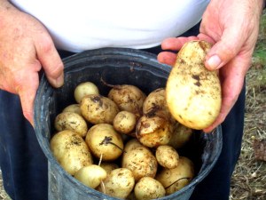 Kennebec potatoes (Solanum tuberosum)