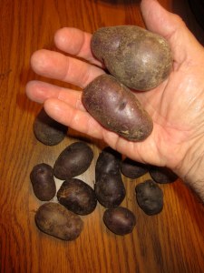 All Blue potatoes (Solanum tuberosum)