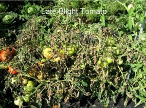 Late Blight1