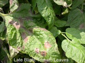 Late Blight2