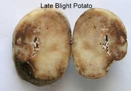 Potato LB