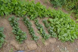 succession planting3