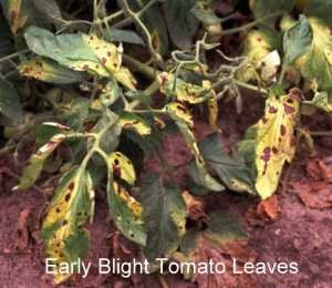 tomato Early-blight