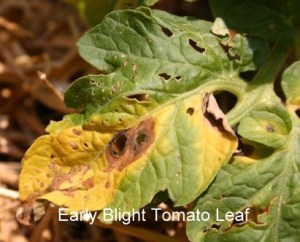 tomato-early-blight1