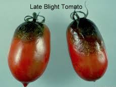 Tomato LB