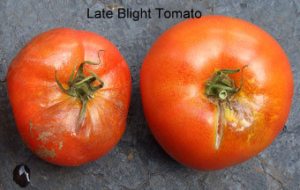 Tomato LB1