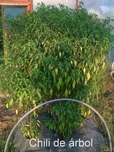 WP_20150825_18_48_19_Pro